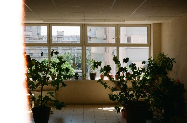 Какие растения подходят для квартиры бизнес-класса с большими окнами?
