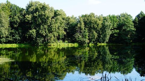 Почему крупномеры так часто не приживаются: четыре главных риска